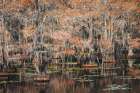 Bald cypress trees and autumn colors in southern swamp, Caddo Lake State Park, Texas Art Print